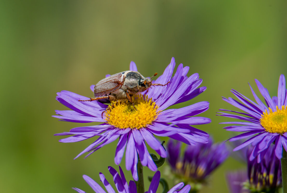 Высота взята... - Sergey (Apg)