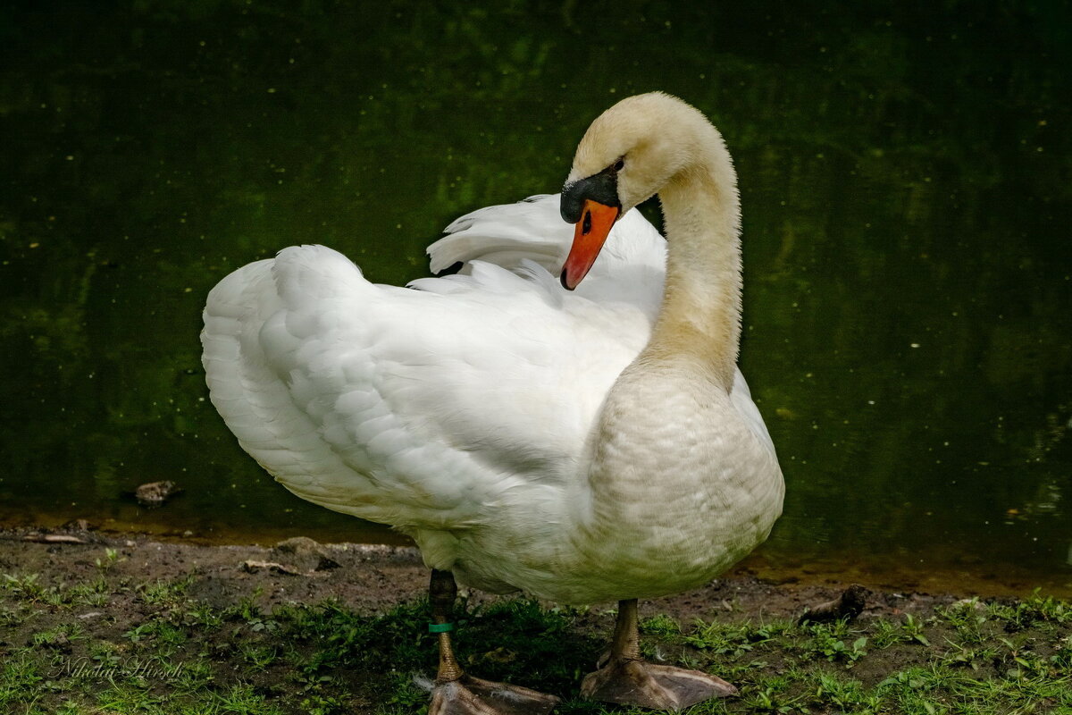 Про лебедя... - Николай Гирш Про лебедя... - Николай Гирш