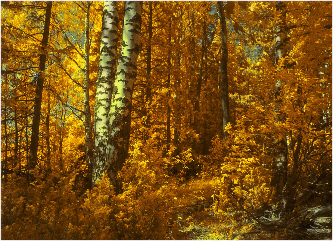 Золотая осень ( инфракрасная фотография ) - Валентин Котляров Золотая осень ( инфракрасная фотография ) - Валентин Котляров