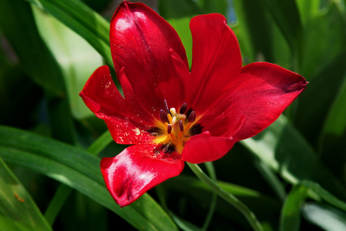 Отцвёл. - Маргарита ( Марта ) Дрожжина