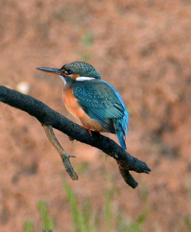Зимородок - Владислав Иопек Зимородок - Владислав Иопек