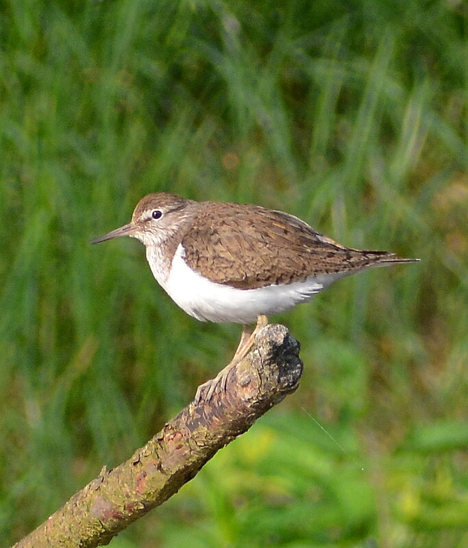 Перевозчик - Владислав Иопек Перевозчик - Владислав Иопек