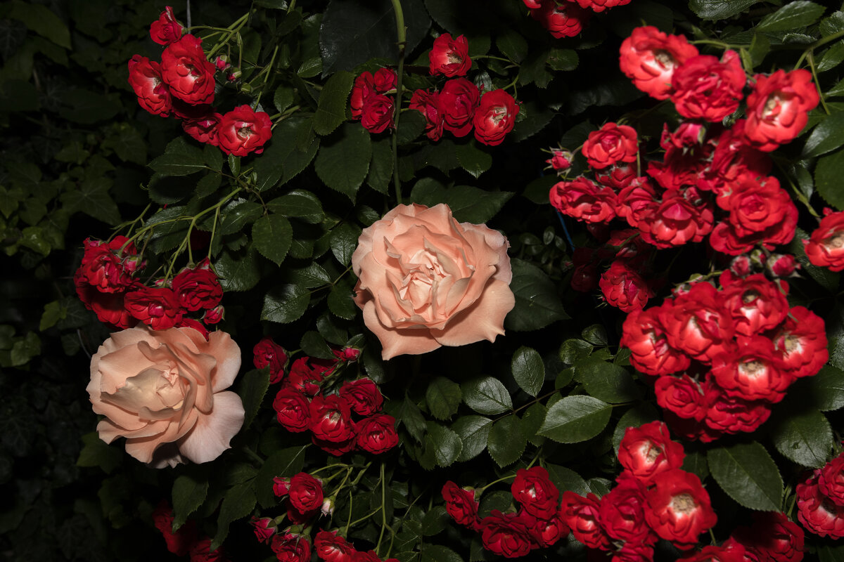 Цыганочки - Валерий Басыров Цыганочки - Валерий Басыров