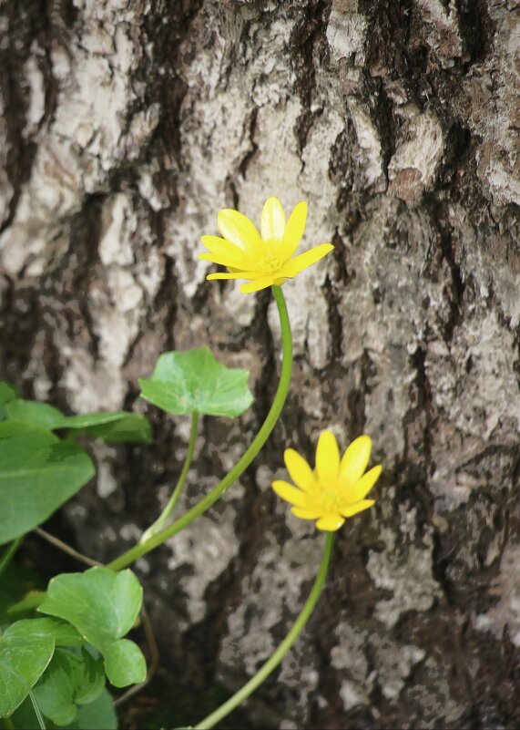 Стрельна. Орловский парк - Наталья Герасимова