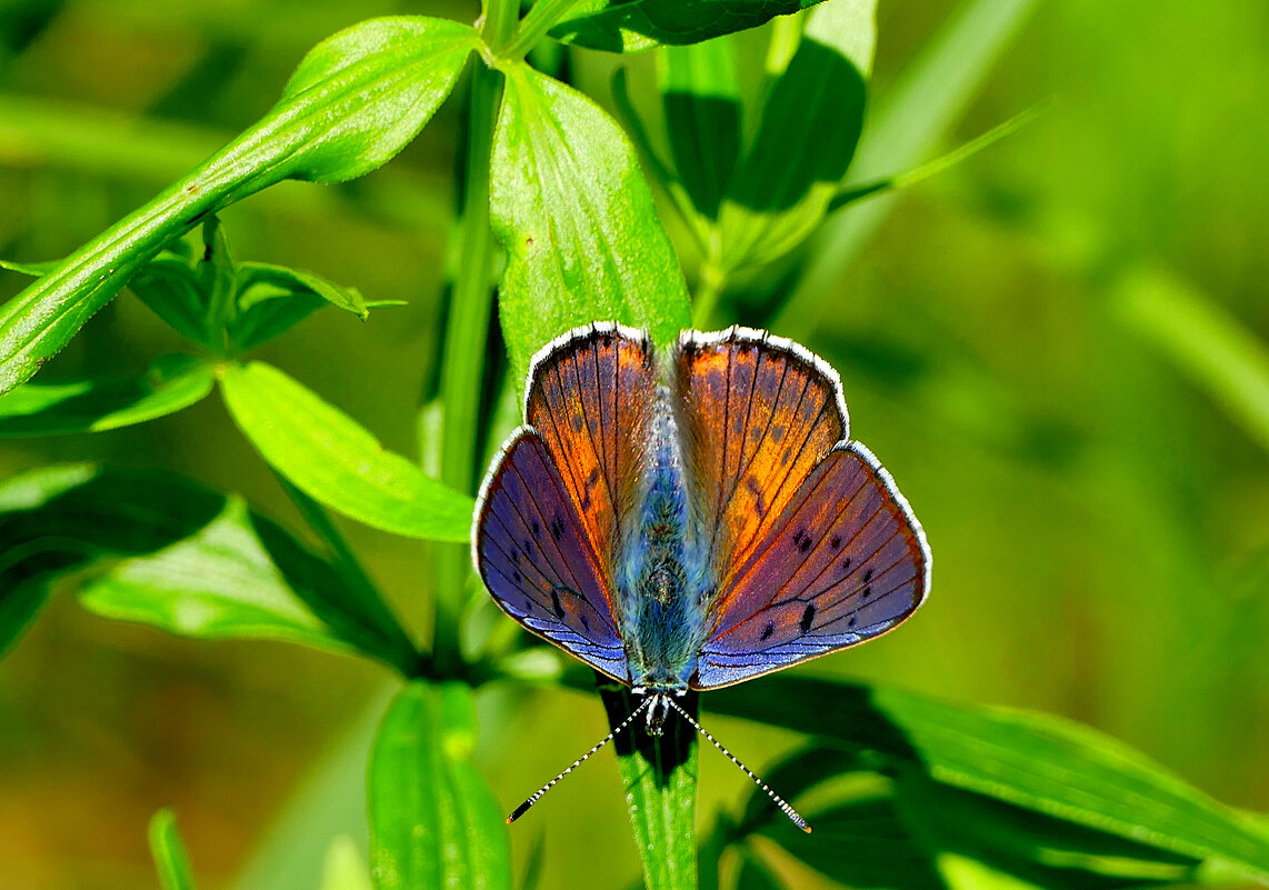 опять про бабочек 18 - Александр Прокудин
