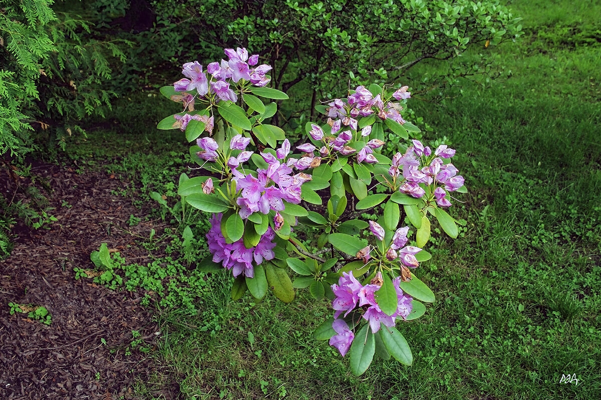 Ротодендрон. - Роланд Дубровский