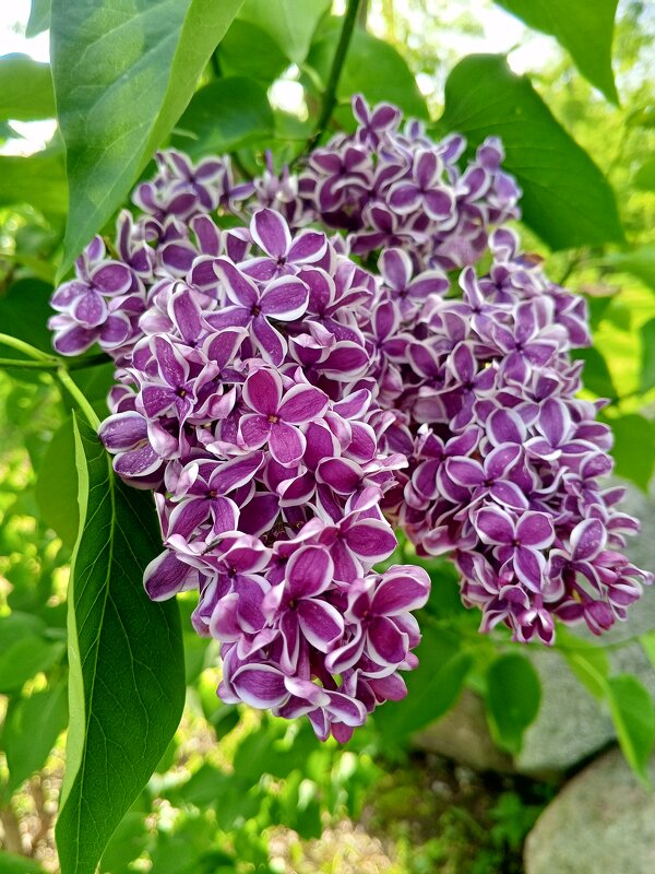 Сирень - Сапсан 