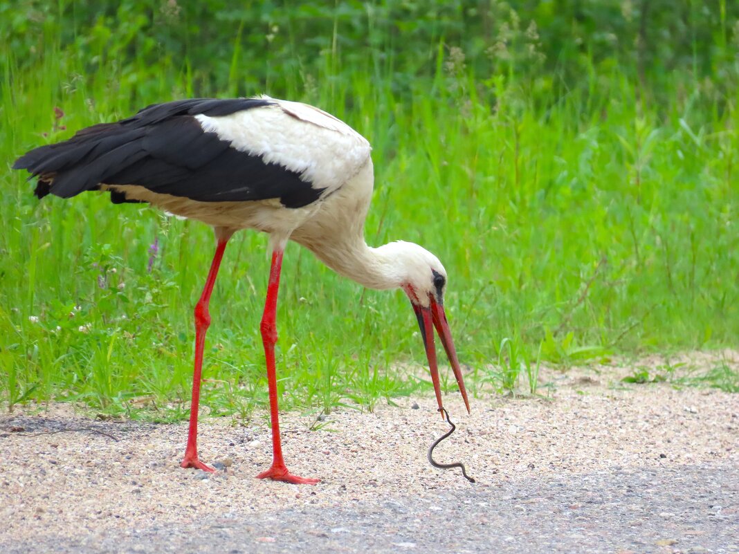На обед у малышей будет ужик - Ольга Митрофанова На обед у малышей будет ужик - Ольга Митрофанова