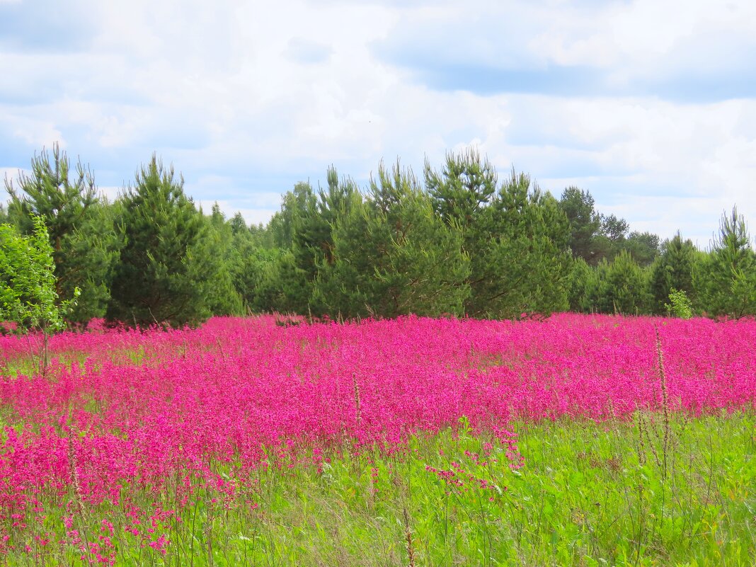 Поле цветущей смолки - Ольга Митрофанова