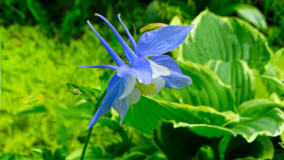 Аквилегия - Милешкин Владимир Алексеевич Аквилегия - Милешкин Владимир Алексеевич
