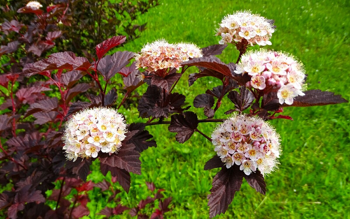 Наше лето - Милешкин Владимир Алексеевич Наше лето - Милешкин Владимир Алексеевич