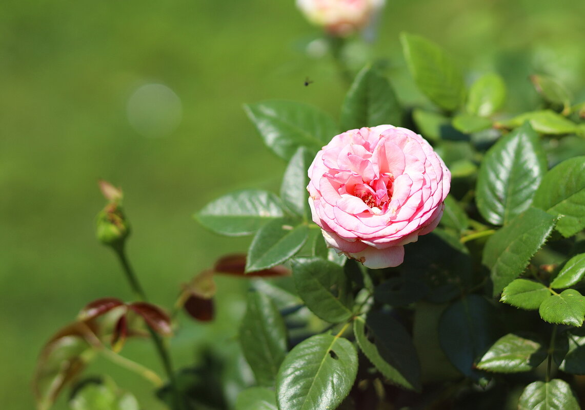 Розовая роза. - Оля Богданович