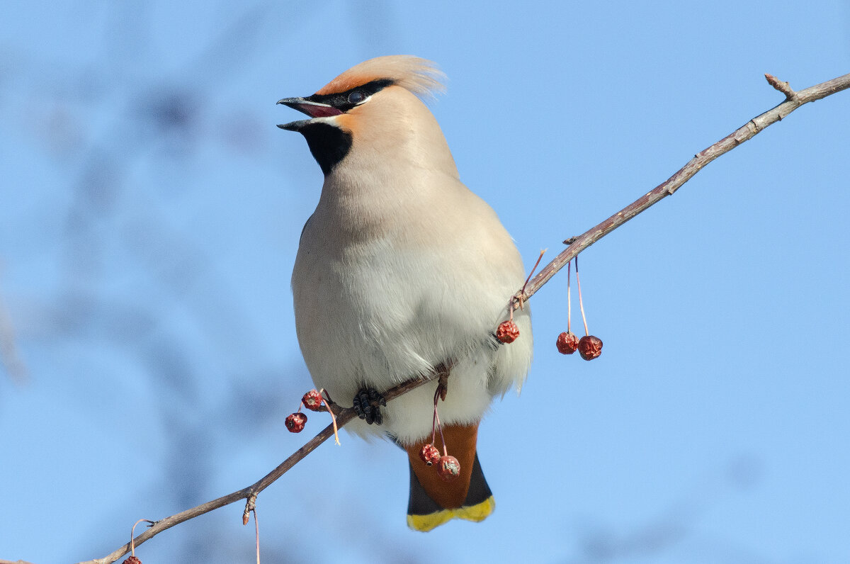Свиристель. - Виктор Иванович Чернюк