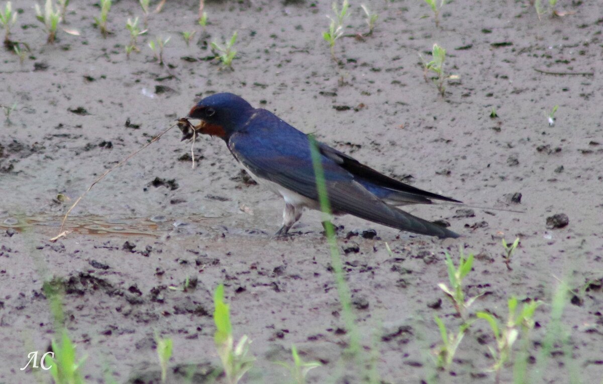 Строительство гнезда (серия) - Любовь Сахарова