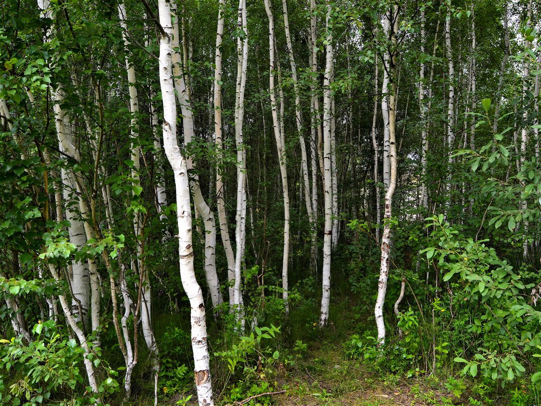 Ядрин. Заросли молодого березняка северного берега озера Сергач. - Пётр Чернега Ядрин. Заросли молодого березняка северного берега озера Сергач. - Пётр Чернега
