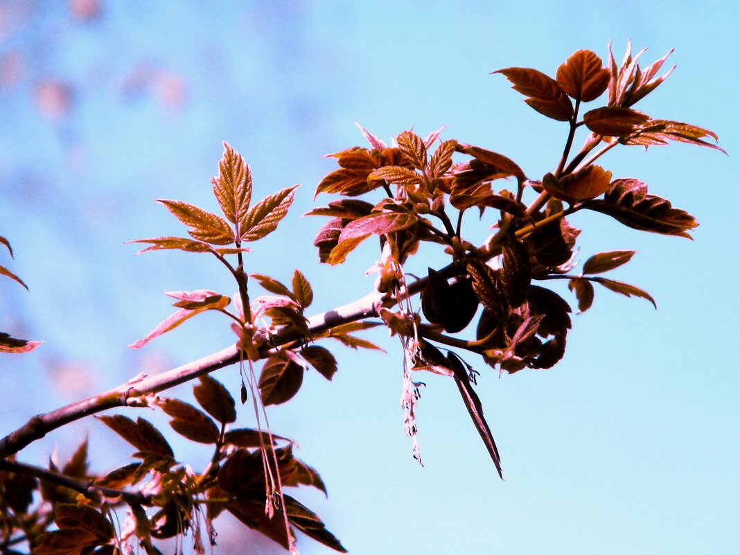 Первые листья - Роман Савоцкий