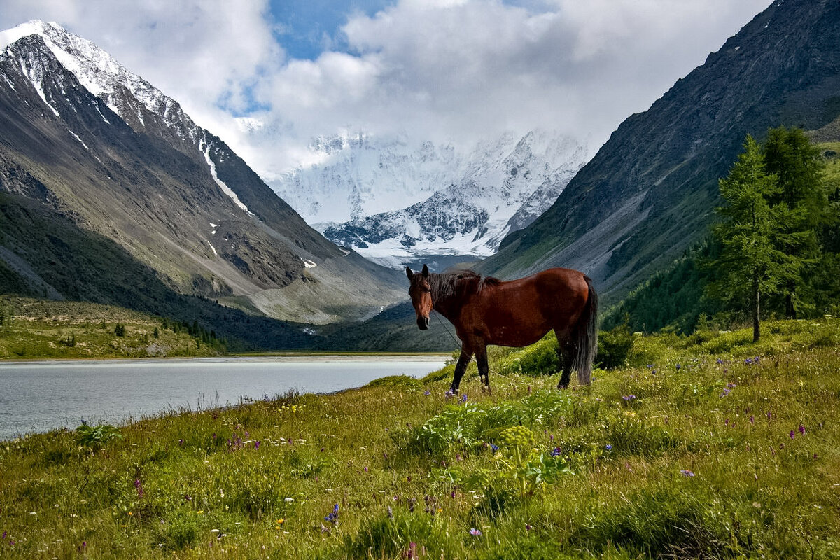 Лошадка на выпасе - Виктор Фоменко Лошадка на выпасе - Виктор Фоменко