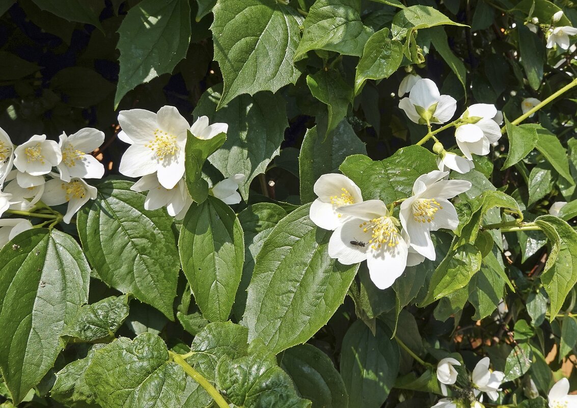 Чубушник цветёт - Валерий Иванович