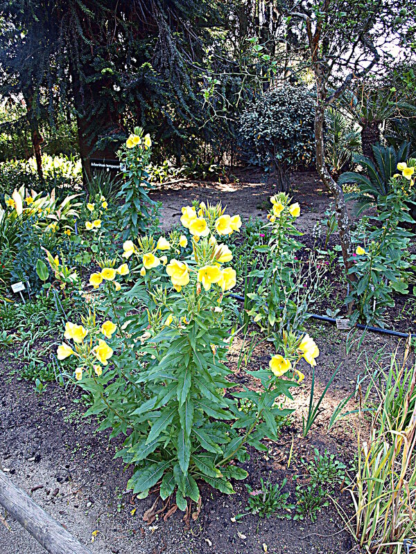 Барселона. - Владимир Драгунский
