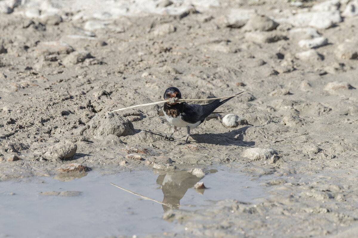 ласточки - юрий макаров