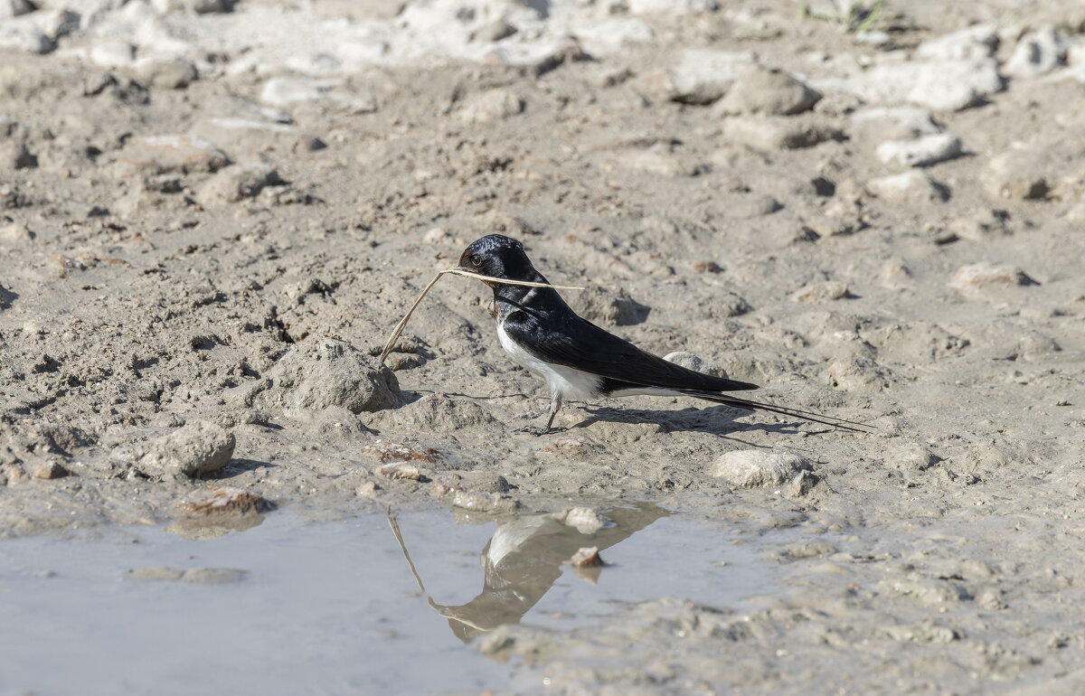ласточки - юрий макаров