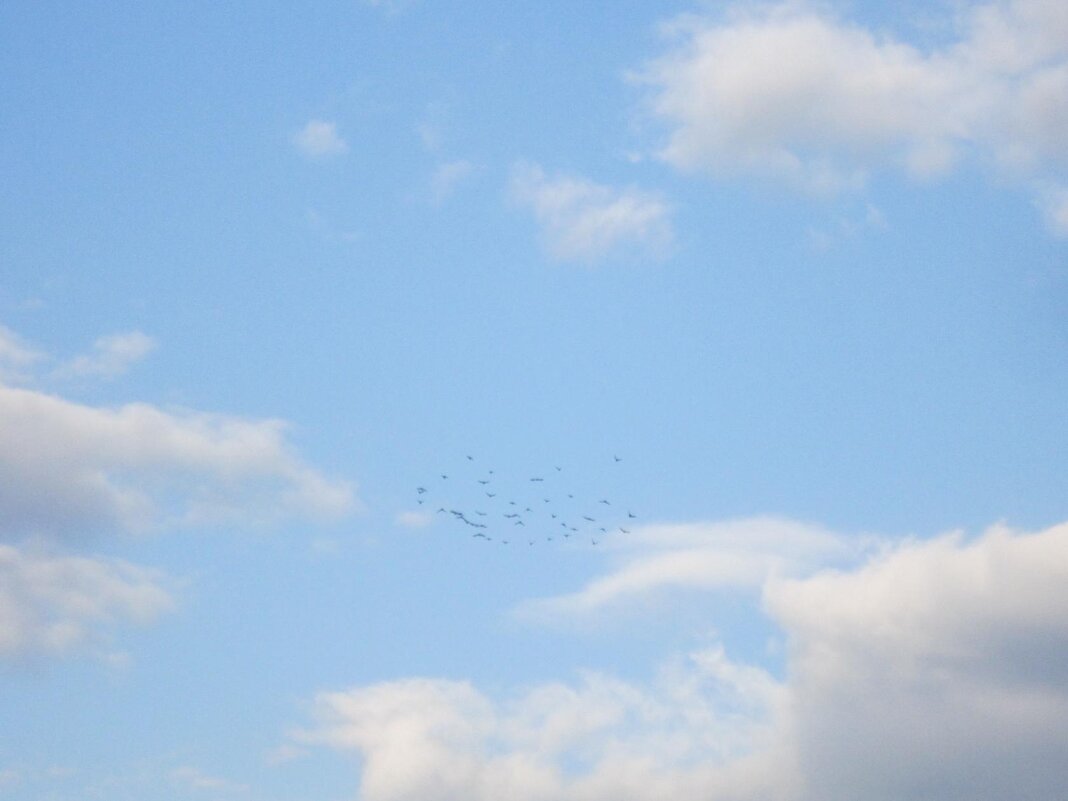 Птицы мои, птицы, летите в облака! - Дмитрий Никитин