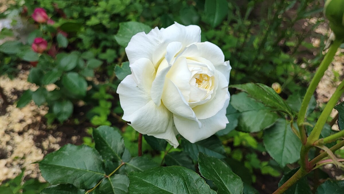 ,,, - Сергей Тимоновский ,,, - Сергей Тимоновский