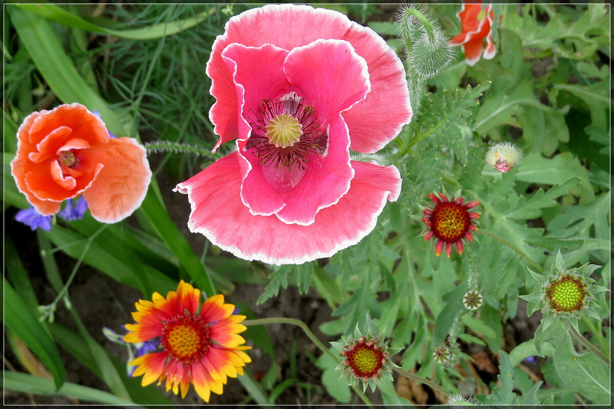 Семейный портрет - Сеня Белгородский