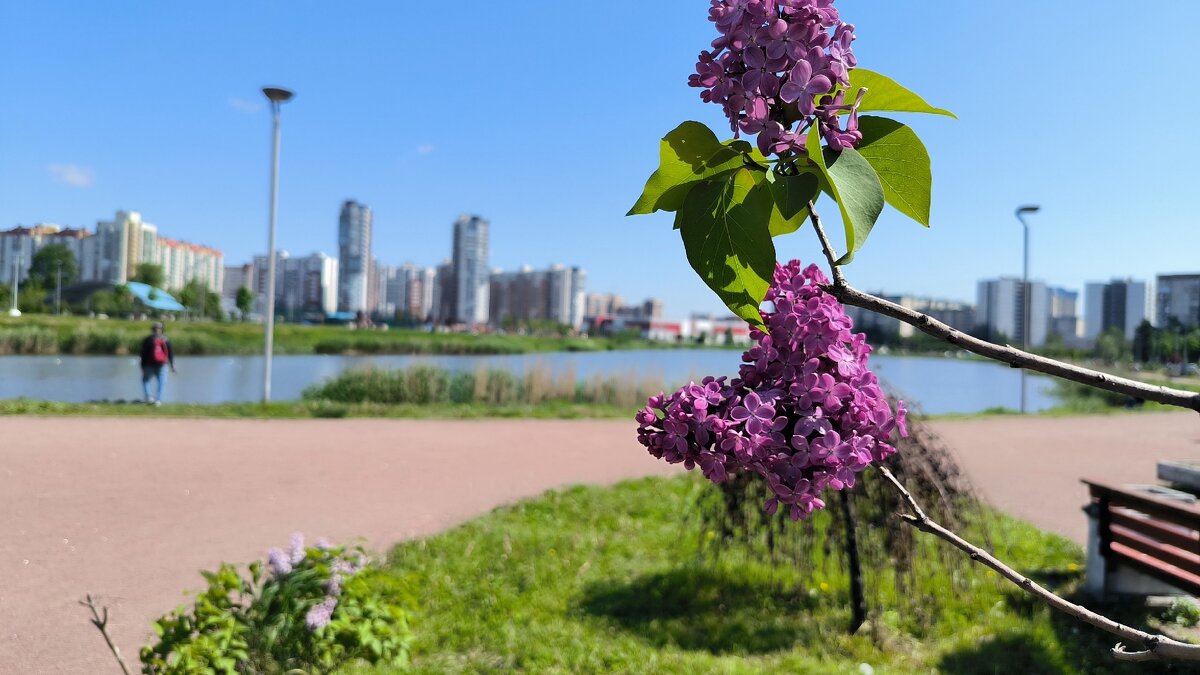 Сиреневый июнь. - Ольга Сиреневый июнь. - Ольга