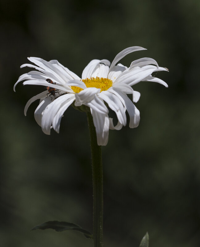 Разлохматилась - Светлана Тихонина