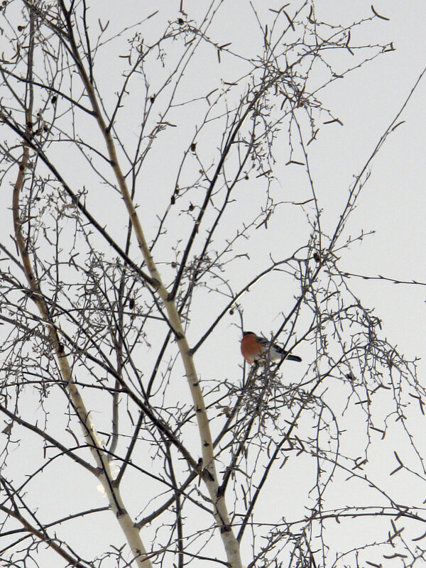 Снегирь - Игорь Шевердин