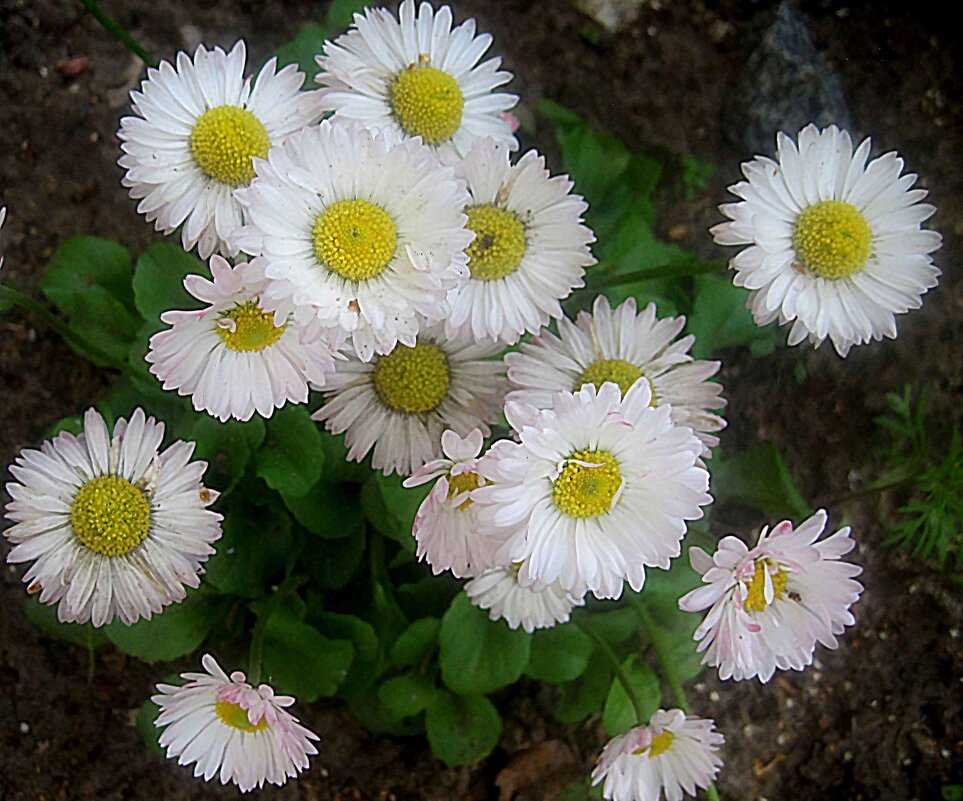 **** - Елена Семигина