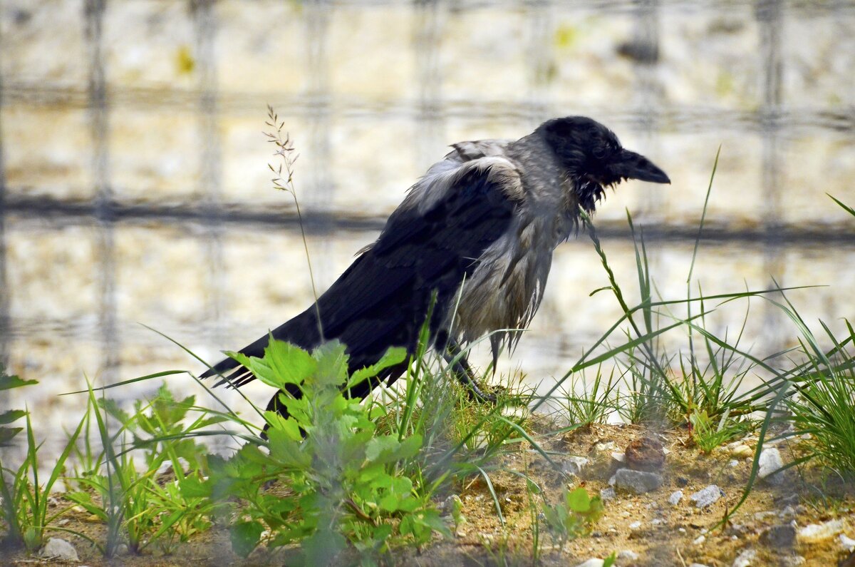 Мокрая ворона - Oleg4618 Шутченко