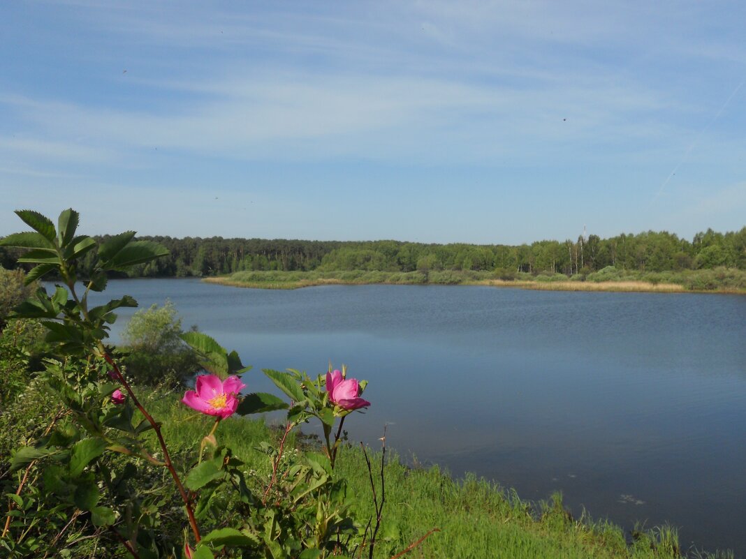 Шиповник на берегу озера - Сергей Швечков Шиповник на берегу озера - Сергей Швечков