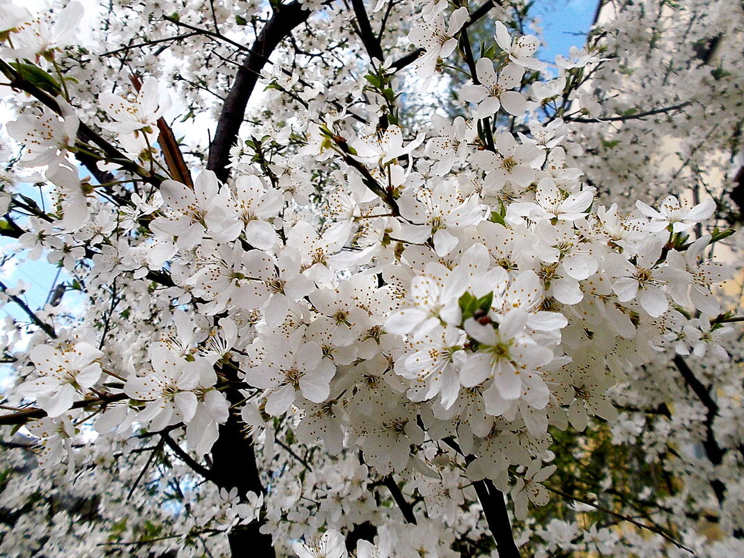 Цветение весны. - VasiLina *