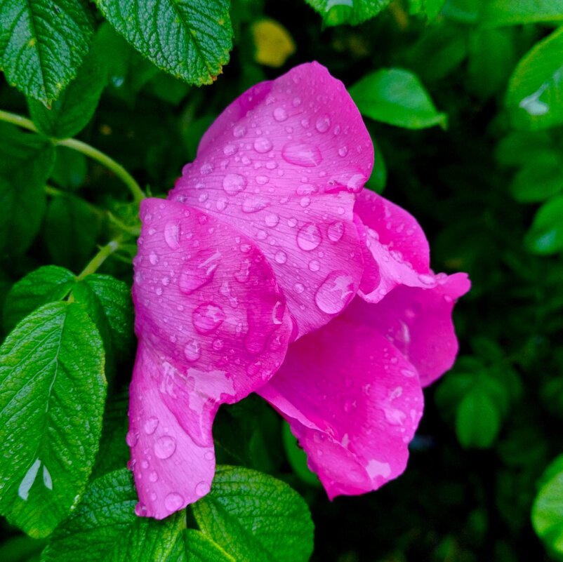 Омытые дождём - Галина Бобкина