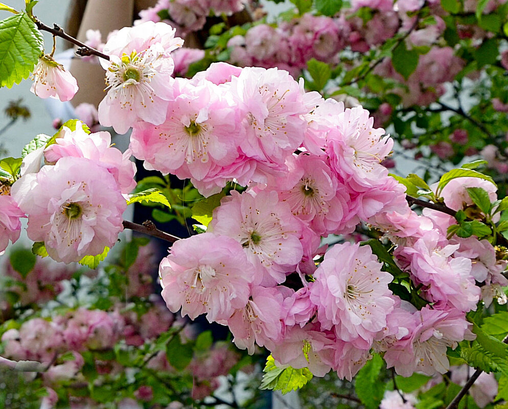 Миндаль трёхлопастный - Oleg4618 Шутченко