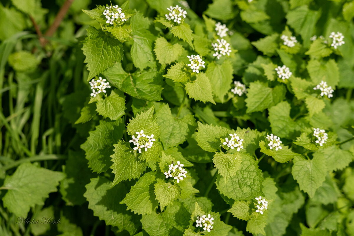 Цветастая зелень... - Николай Гирш