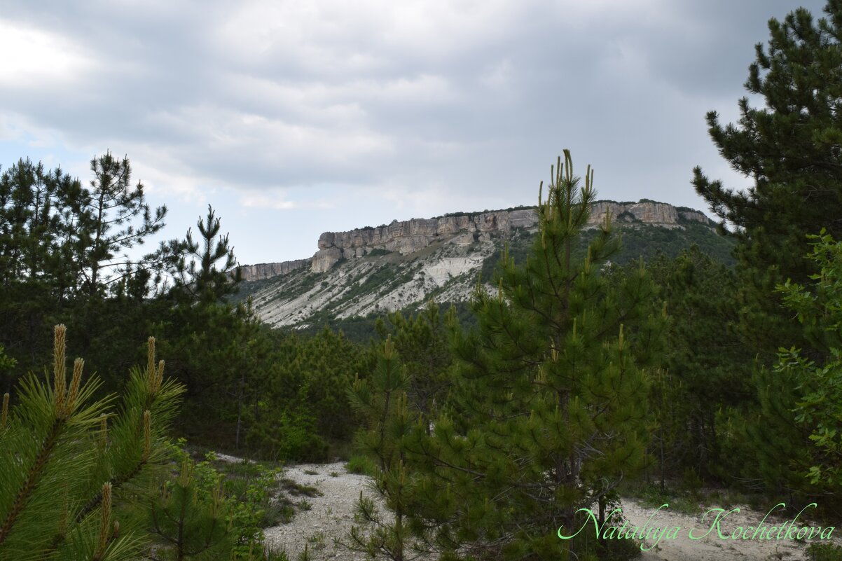 Природа Крыма - Amazing Cosmea Природа Крыма - Amazing Cosmea