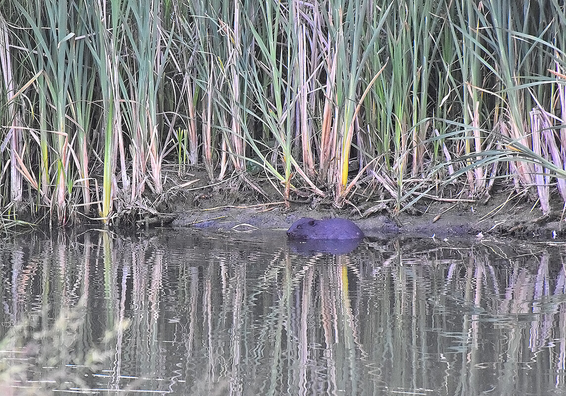 Эй! Давай знакомиться! - Валентина  Нефёдова 