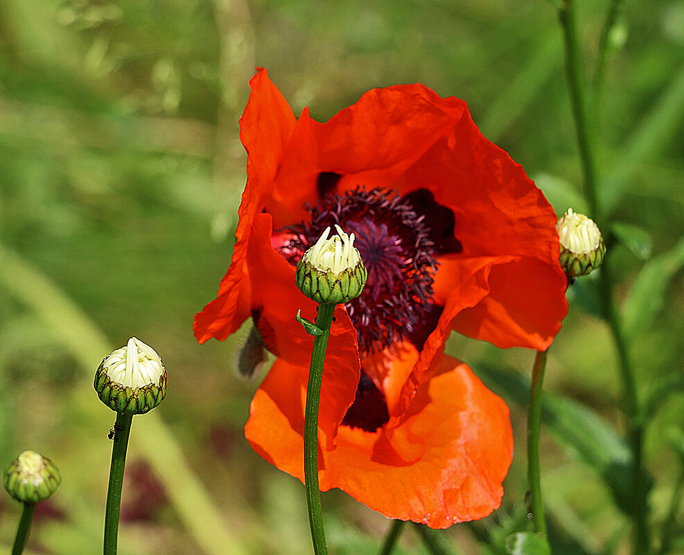 Мак-великан - Светлана 