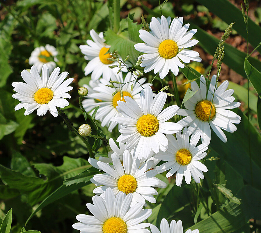 Ромашковое лето - Светлана 