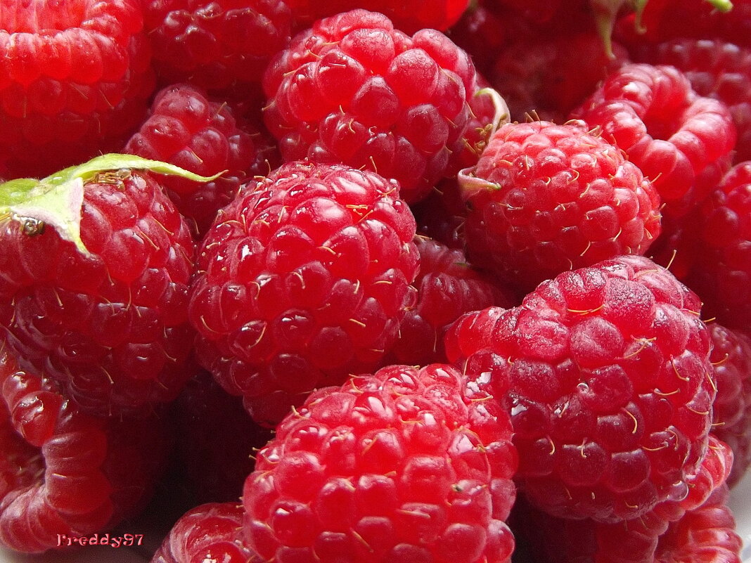 Ягода малина - Freddy 97
