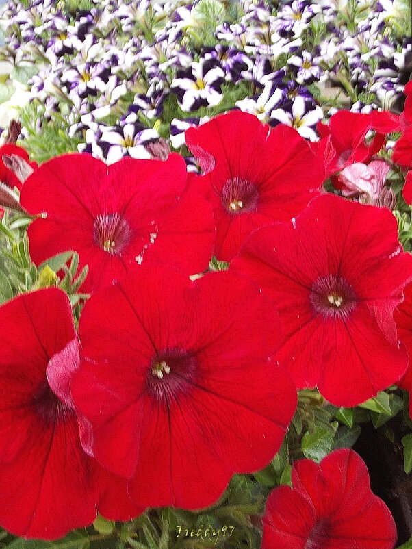 С Днём России! - Freddy 97 С Днём России! - Freddy 97