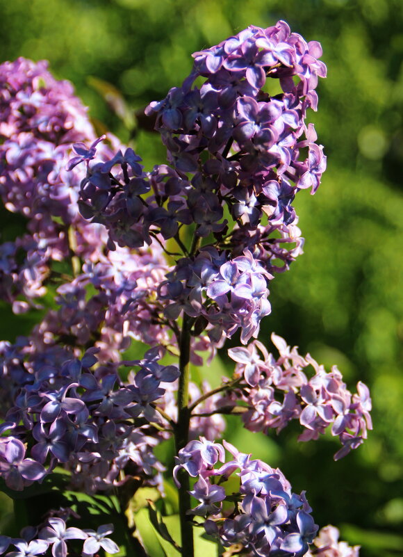 И тонким ароматом пронзила сад,вобравший сквозняки.. - Татьян@ Ивановна