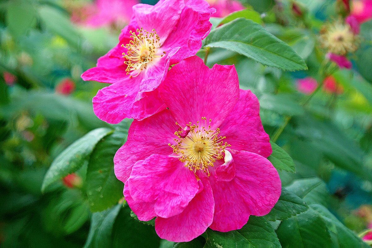 *** - Леонид leo