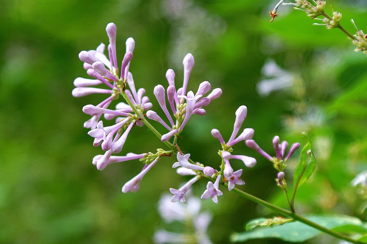 *** - Леонид leo