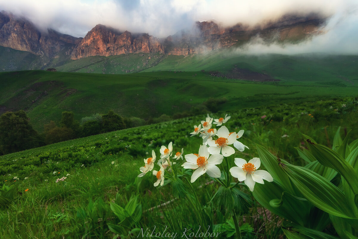 *** - Николай Колобов *** - Николай Колобов