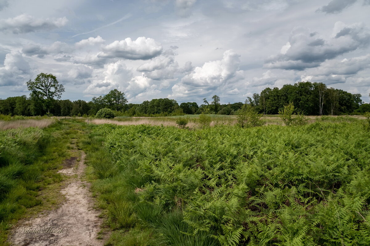 По болоту... - Николай Гирш По болоту... - Николай Гирш
