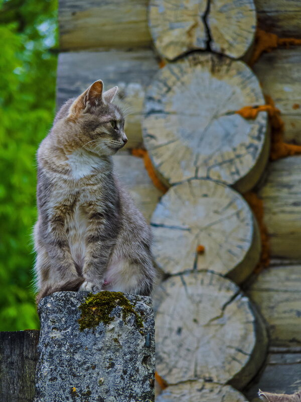 Страж - Наталья Rosenwasser